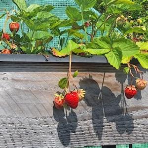 Aardbeien